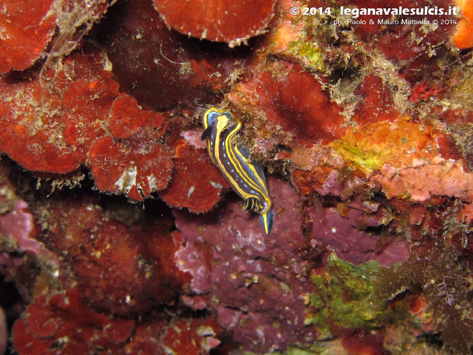 Porto Pino foto subacquee - 2014 - Nudibranco Hypselodoris fontandraui (2 cm)