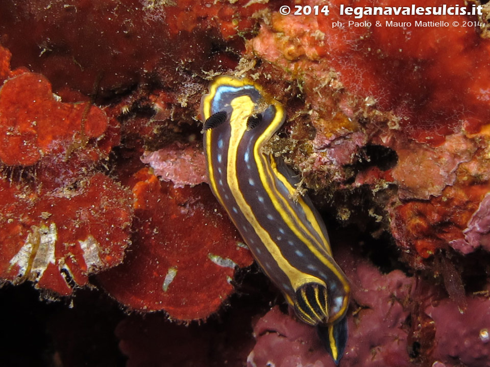 Porto Pino foto subacquee - 2014 - Nudibranco Hypselodoris fontandraui (2 cm)