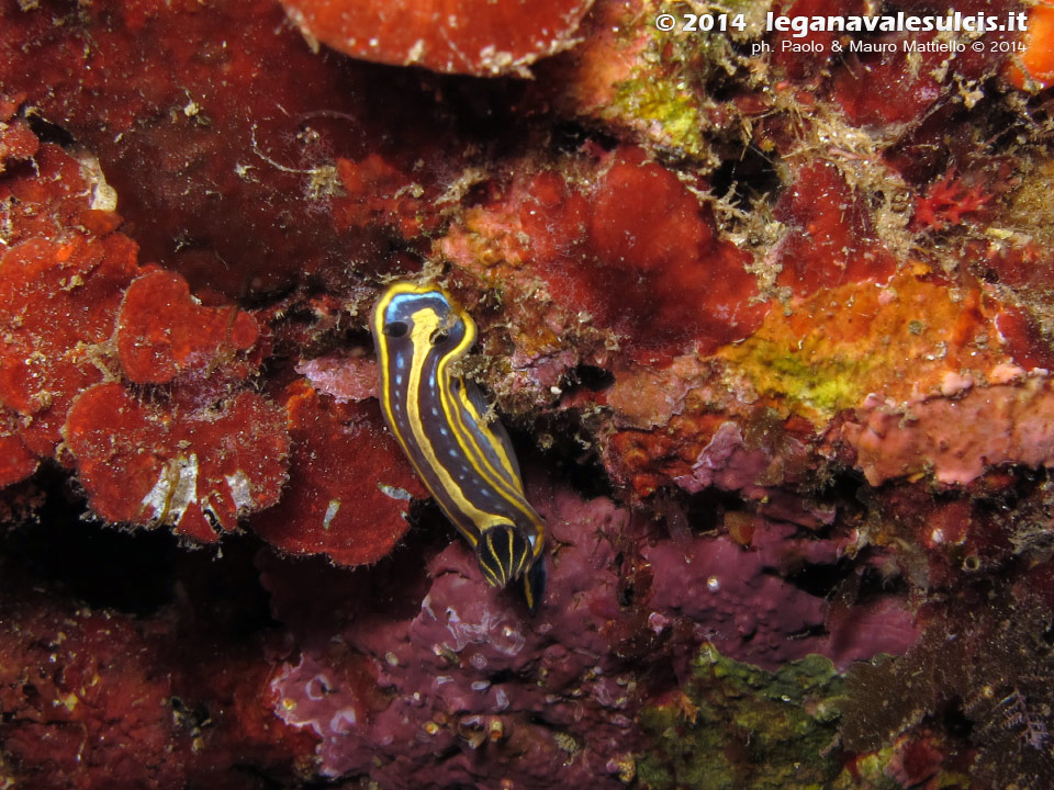 Porto Pino foto subacquee - 2014 - Nudibranco Hypselodoris fontandraui (2 cm)