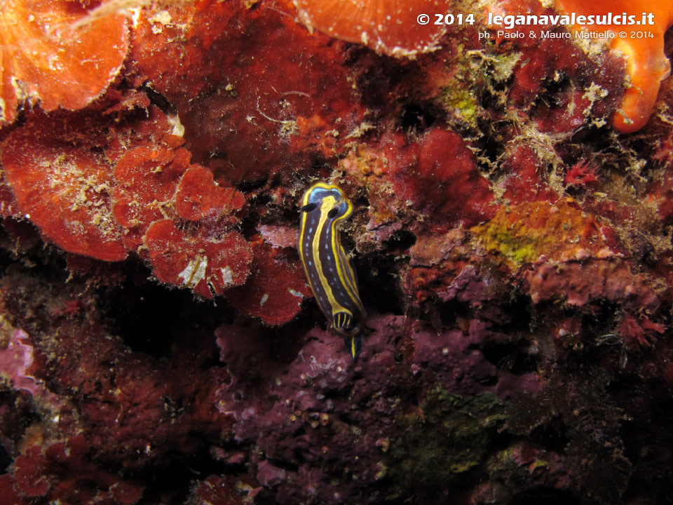 Porto Pino foto subacquee - 2014 - Nudibranco Hypselodoris fontandraui (2 cm)