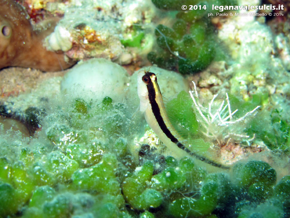 Porto Pino foto subacquee - 2014 - Bavosa bianca (Parablennius rouxi)