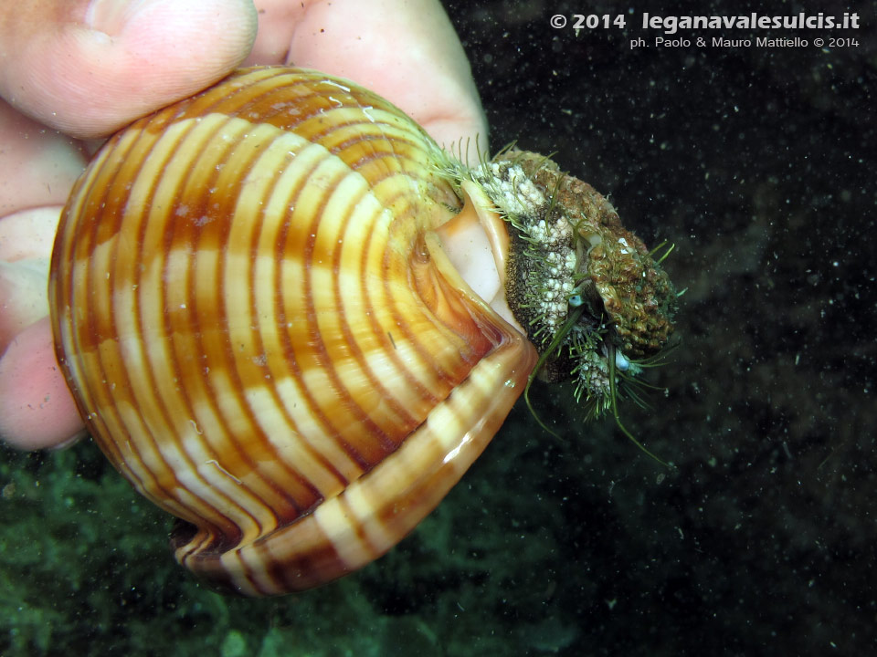 Porto Pino foto subacquee - 2014 - Orecchio di mare (Haliotis tuberculata lamellosa)che cammina sulla conchiglia vuota di un elmetto granuloso (Phalium granulatum)