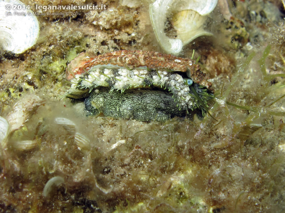 Porto Pino foto subacquee - 2014 - Orecchio di mare (Haliotis tuberculata lamellosa)