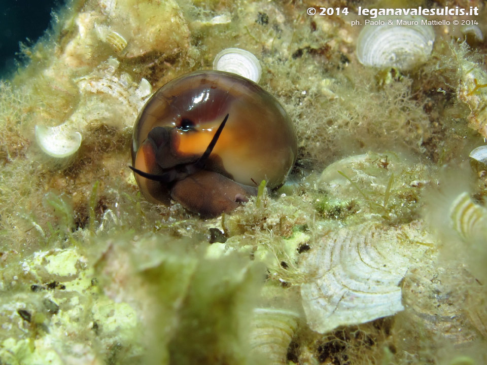 Porto Pino foto subacquee - 2014 - Ciprea porcellana (Luria lurida)