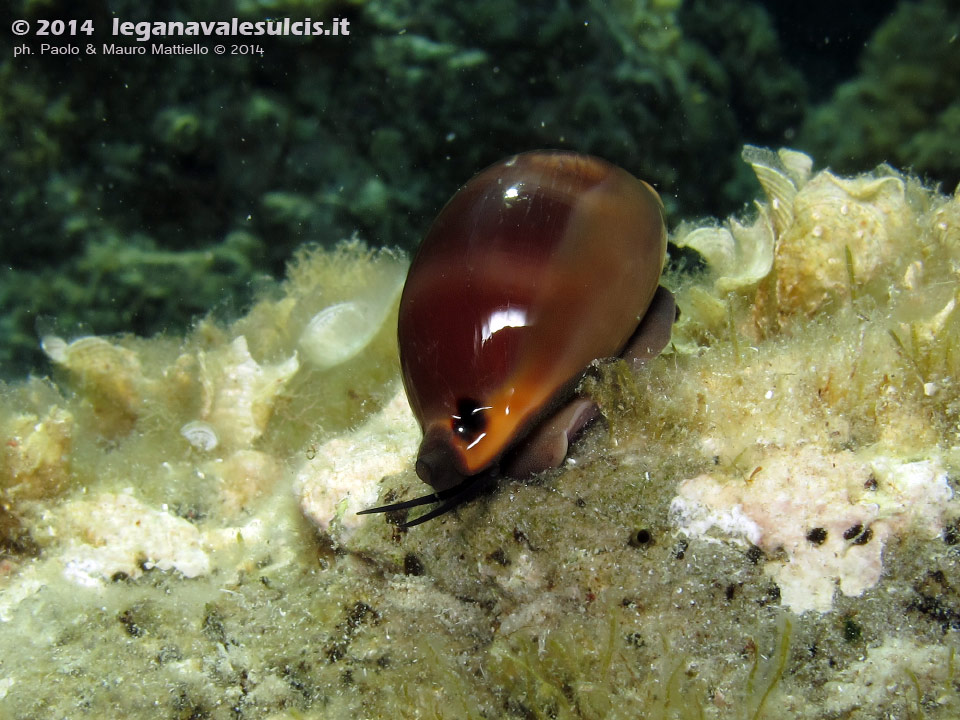 Porto Pino foto subacquee - 2014 - Ciprea porcellana (Luria lurida)