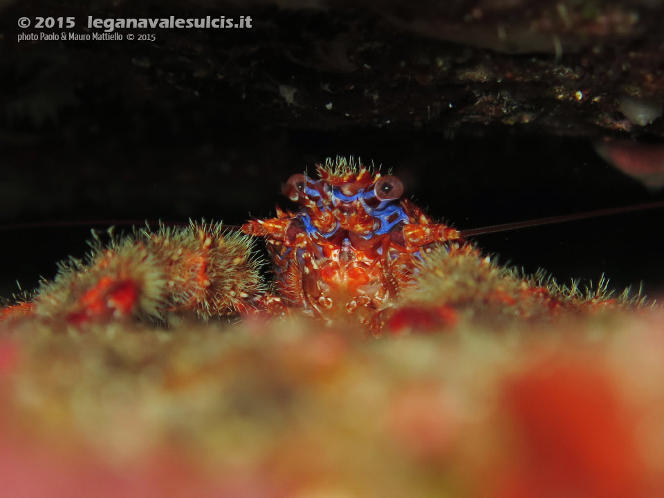 Porto Pino foto subacquee - 2015 - Crostaceo Galatea (Galathea strigosa o Galathea squamifera)