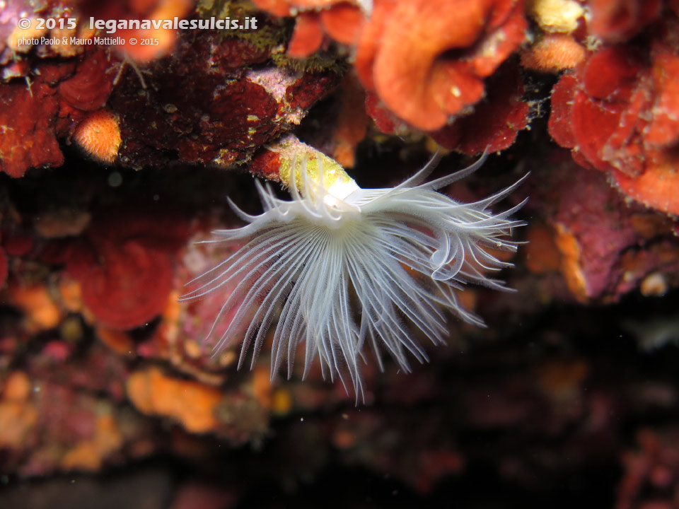 Porto Pino foto subacquee - 2015 - Verme protula (Protula sp.)