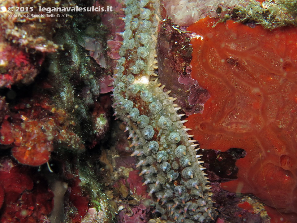 Porto Pino foto subacquee - 2015 - Stella Martasteria (Marthasterias glacialis)