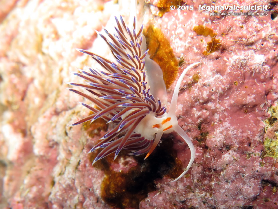 Porto Pino foto subacquee - 2015 - Nudibranco cratena (Cratena peregrina)