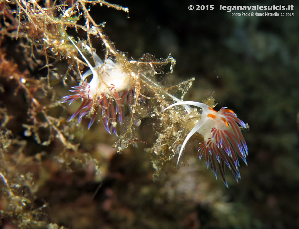 Porto Pino foto subacquee - 2015 - Nudibranchi cratena (Cratena peregrina)