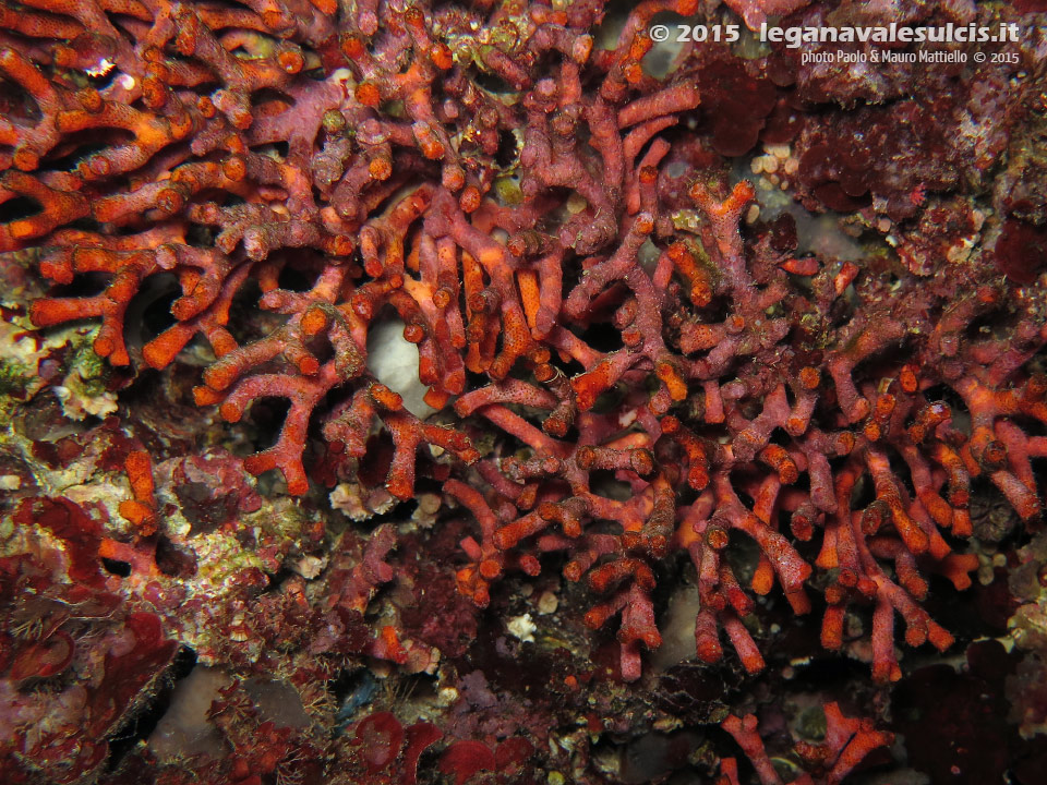 Porto Pino foto subacquee - 2015 - Falso Corallo (Myriapora Truncata)