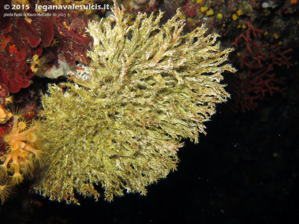 Porto Pino foto subacquee - 2015 - Serpulide o Salmacina (Salmacina dysteri) o Filograna implexa [?]