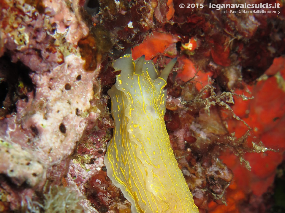 Porto Pino foto subacquee - 2015 - Nudibranco Hypselodoris picta, circa 7 cm