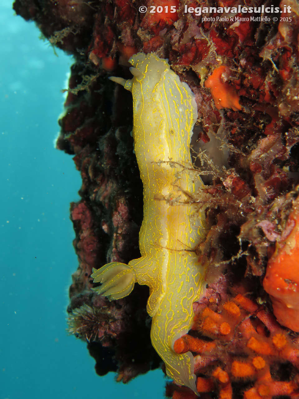 Porto Pino foto subacquee - 2015 - Nudibranco Hypselodoris picta, circa 7 cm