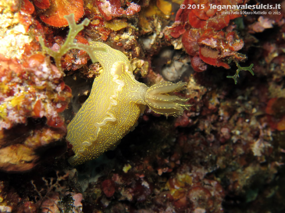 Porto Pino foto subacquee - 2015 - Nudibranco Hypselodoris picta, circa 7 cm