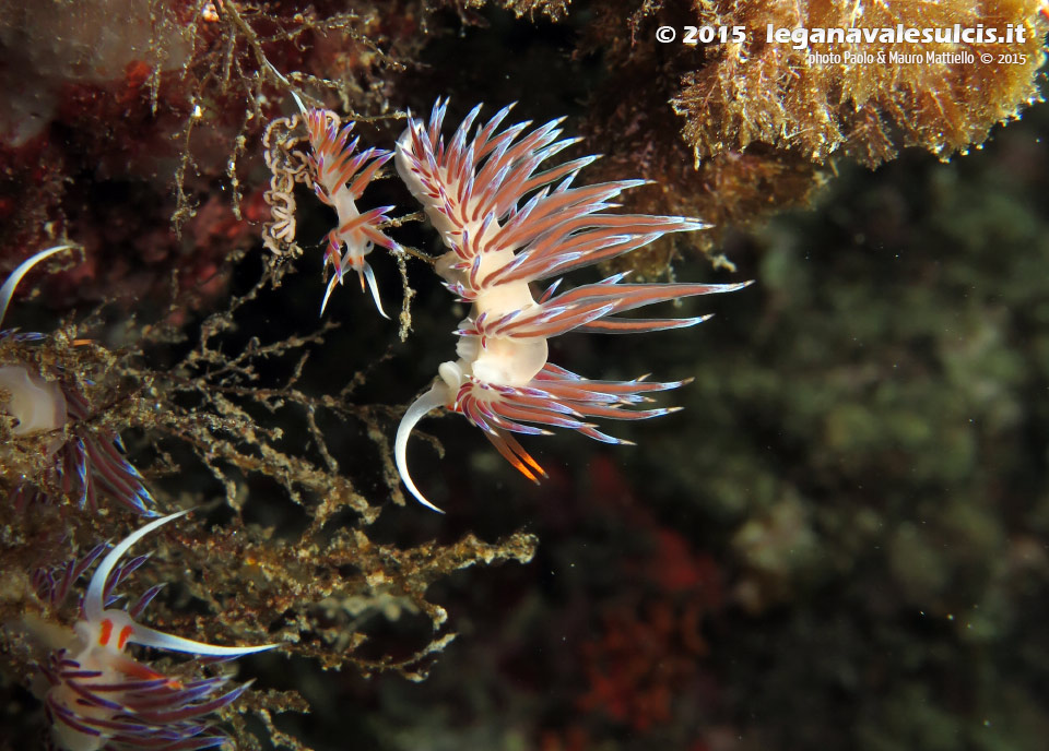 Porto Pino foto subacquee - 2015 - Nudibranco cratena (Cratena peregrina)