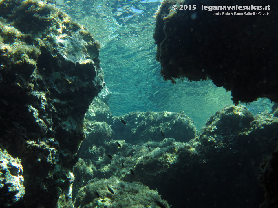 Porto Pino foto subacquee - 2015 - Pelo d'acqua a Punta Menga