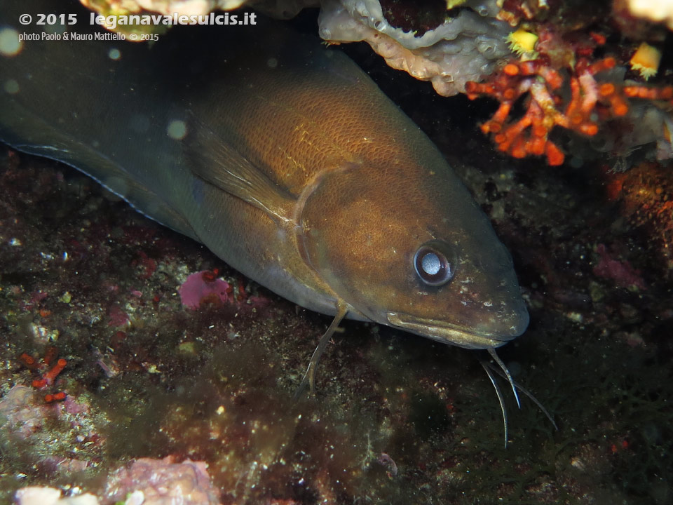 Porto Pino foto subacquee - 2015 - Musdea, o Mostella (Phycis phycis)