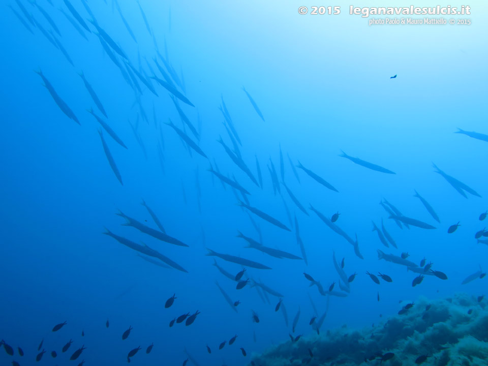 Porto Pino foto subacquee - 2015 - Barracuda del Mediterraneo (Sphyraena viridensis)