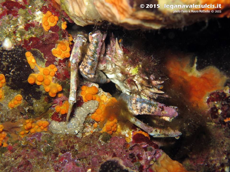 Porto Pino foto subacquee - 2015 - Piccola granceola (Maja squinado)