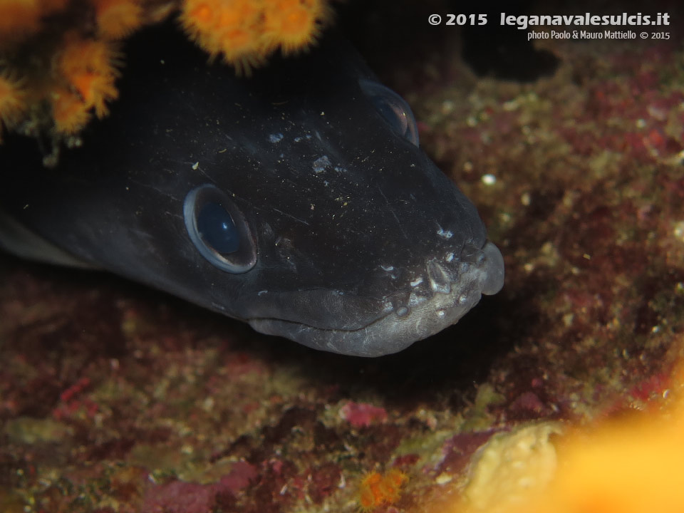 Porto Pino foto subacquee - 2015 - Grongo (Conger conger)