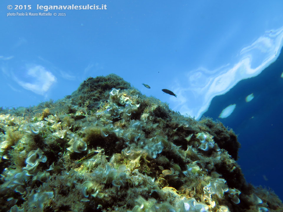 Porto Pino foto subacquee - 2015 - Cappello della secca di Cala Piombo