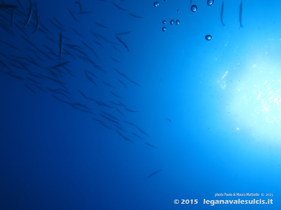 Porto Pino foto subacquee - 2015 - Barracuda del Mediterraneo (Sphyraena viridensis)