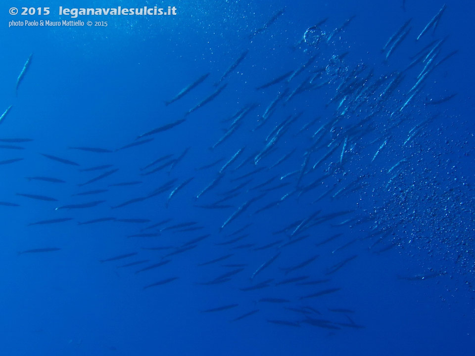 Porto Pino foto subacquee - 2015 - Barracuda del Mediterraneo (Sphyraena viridensis)