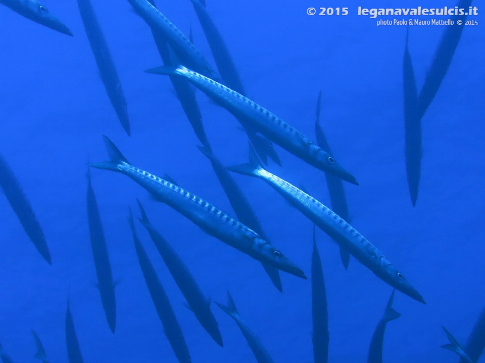 Porto Pino foto subacquee - 2015 - Barracuda del Mediterraneo (Sphyraena viridensis)