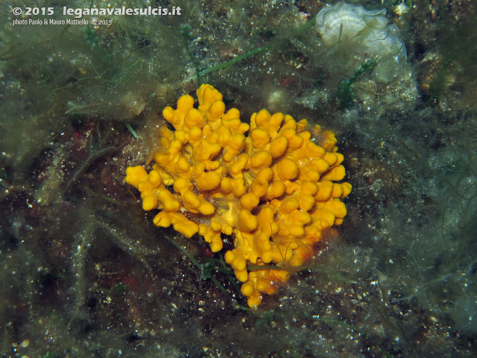 Porto Pino foto subacquee - 2015 - Spugna Axinella ramificata, in profondità