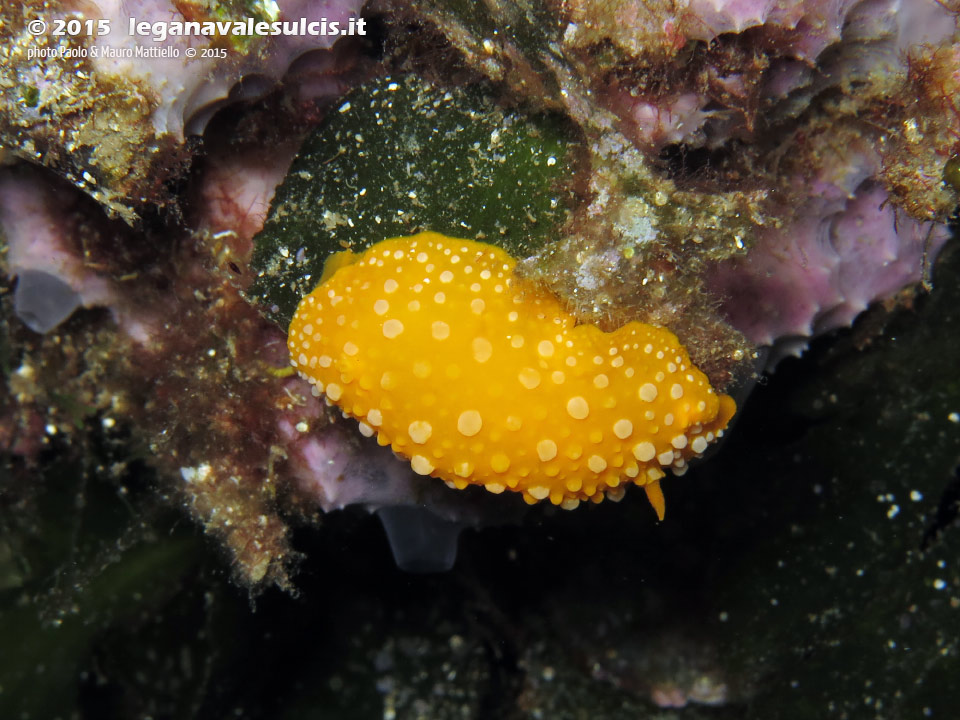 Porto Pino foto subacquee - 2015 - Nudibranco Fillidia (Phyllidia flava)