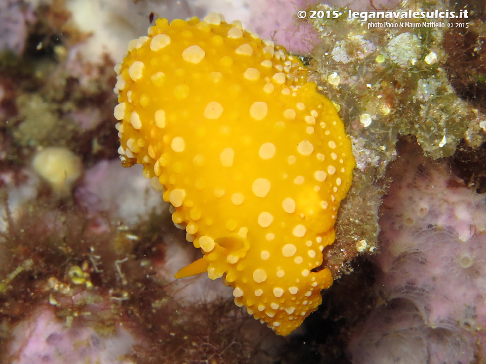Porto Pino foto subacquee - 2015 - Nudibranco Fillidia (Phyllidia flava)