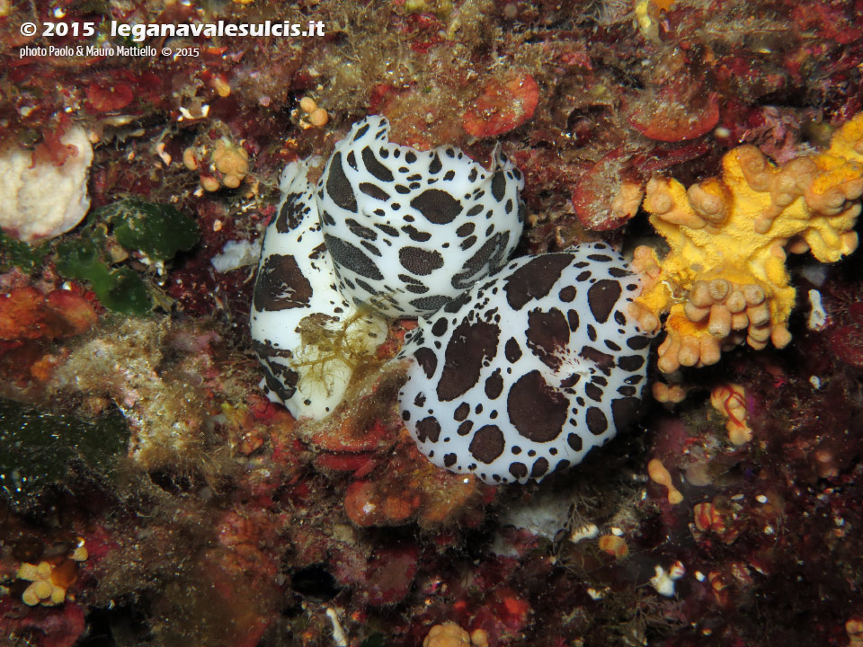 Porto Pino foto subacquee - 2015 - 3 nudibranco Vacchetta di Mare (Discodoris atromaculata)