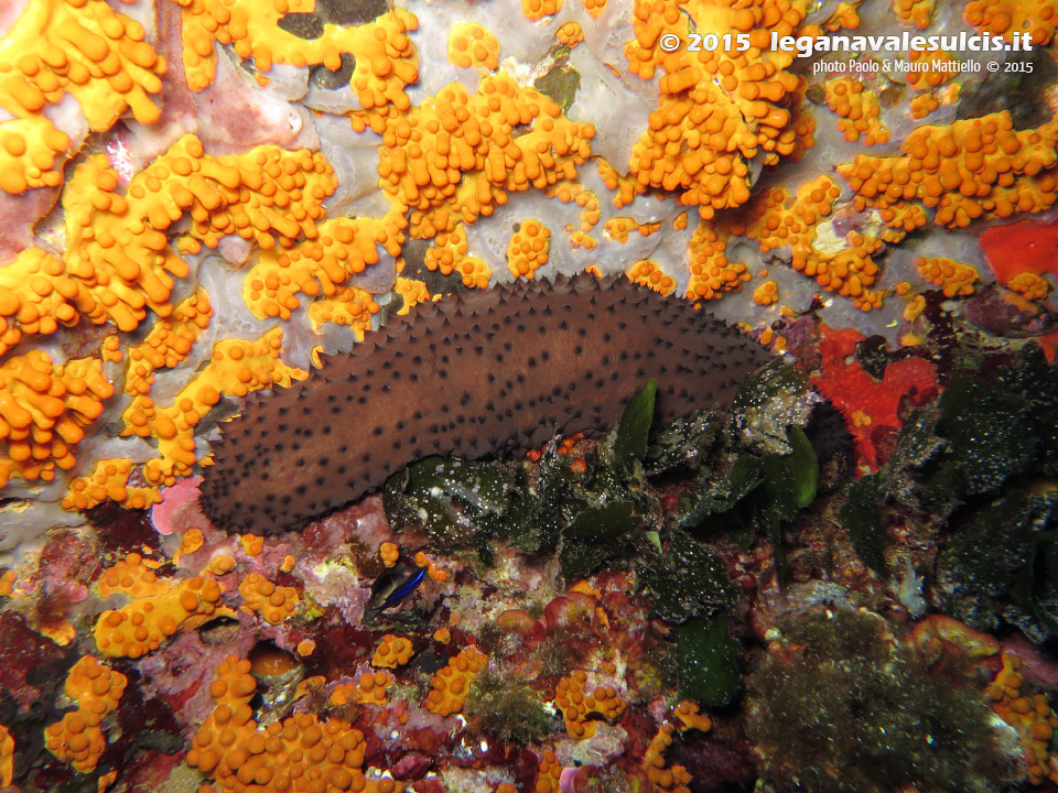 Porto Pino foto subacquee - 2015 - Oloturia (Holothuria tubulos)