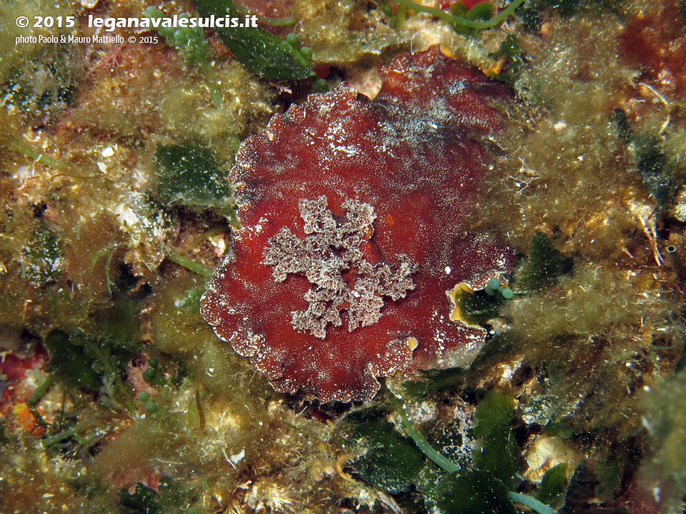 Porto Pino foto subacquee - 2015 - Nudibranco doride argo (Platydoris argo)