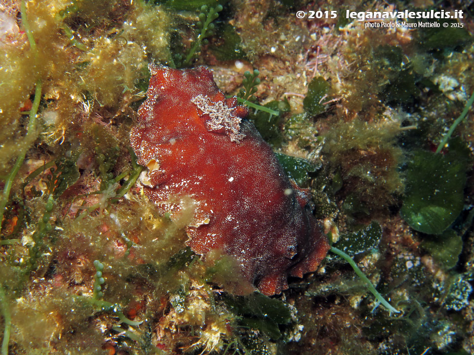 Porto Pino foto subacquee - 2015 - Nudibranco doride argo (Platydoris argo)