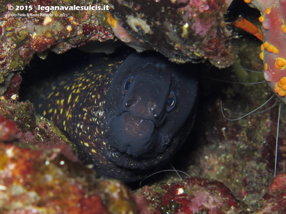 Porto Pino foto subacquee - 2015 - Murena (Muraena helena)