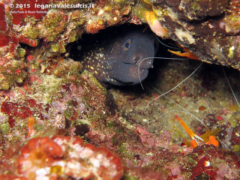 Porto Pino foto subacquee - 2015 - Murena (Muraena helena) e gambero meccanico (Stenopus spinosus)