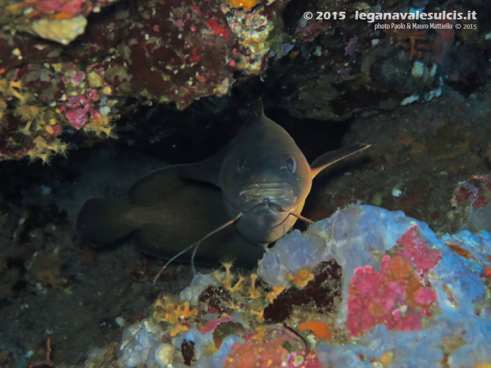 Porto Pino foto subacquee - 2015 - Musdea, o Mostella (Phycis phycis)