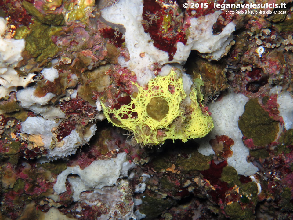 Porto Pino foto subacquee - 2015 - Spugna a rete gialla (Clathrina clathrus)