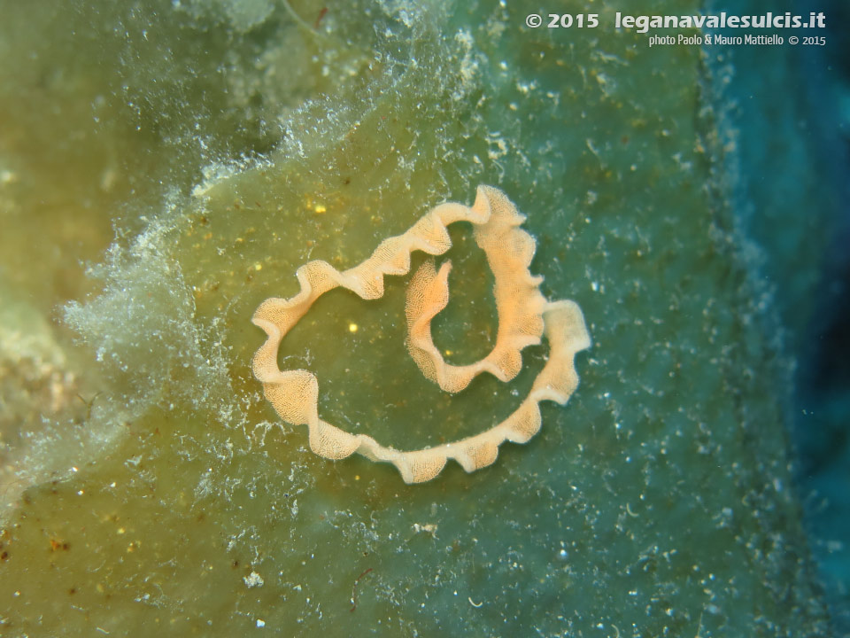 Porto Pino foto subacquee - 2015 - Uova di nudibranco