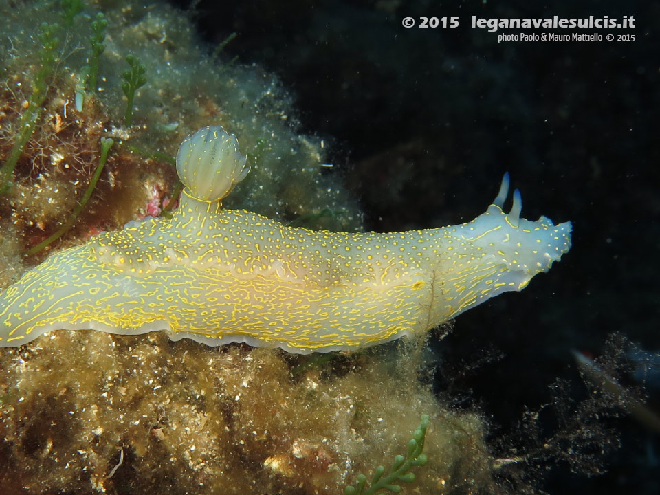 Porto Pino foto subacquee - 2015 - Nudibranco Hypselodoris picta, circa 7 cm