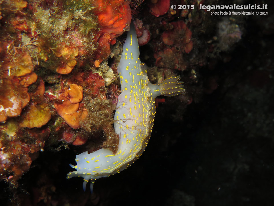 Porto Pino foto subacquee - 2015 - Nudibranco Hypselodoris picta, circa 7 cm