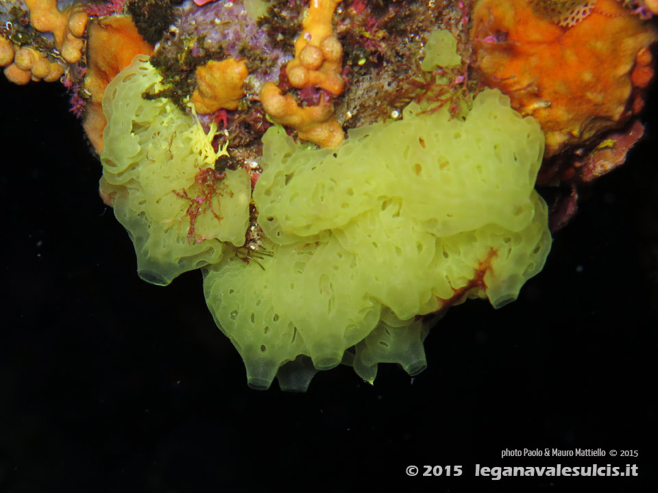 Porto Pino foto subacquee - 2015 - Spugna gialla a rete o clatrina (Clathrina clathrus)