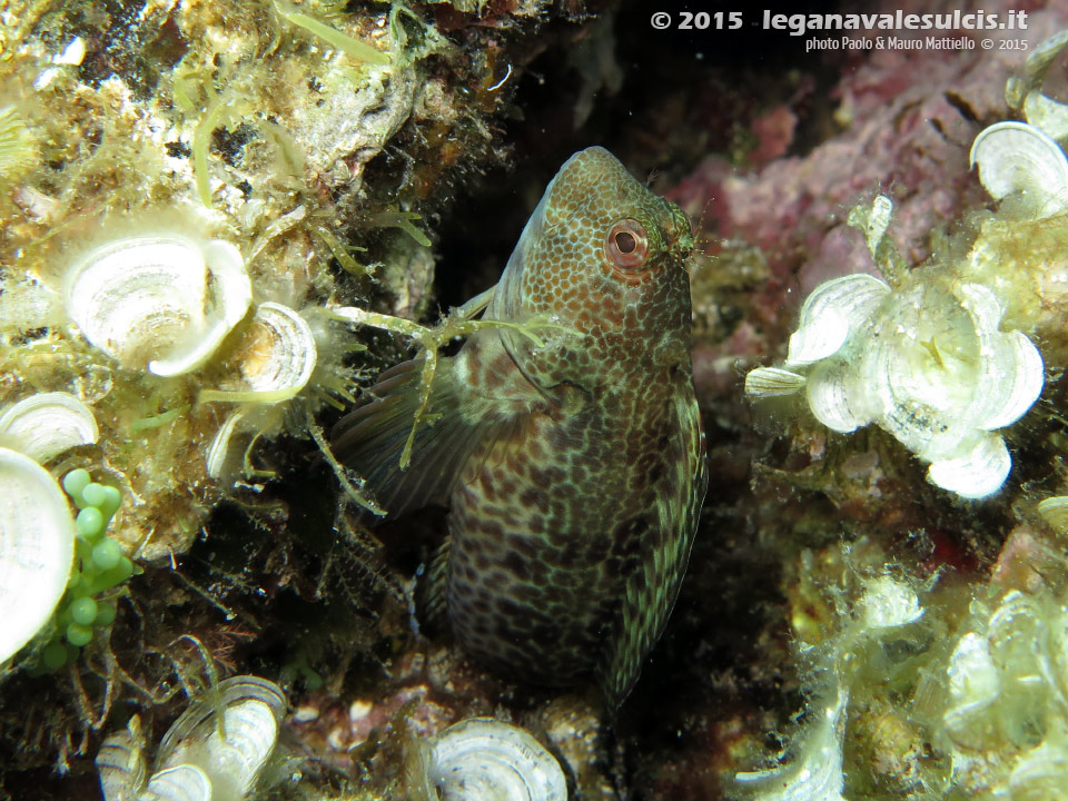 Porto Pino foto subacquee - 2015 - Bavosa sanguigna (Parablennius sanguinolentus)