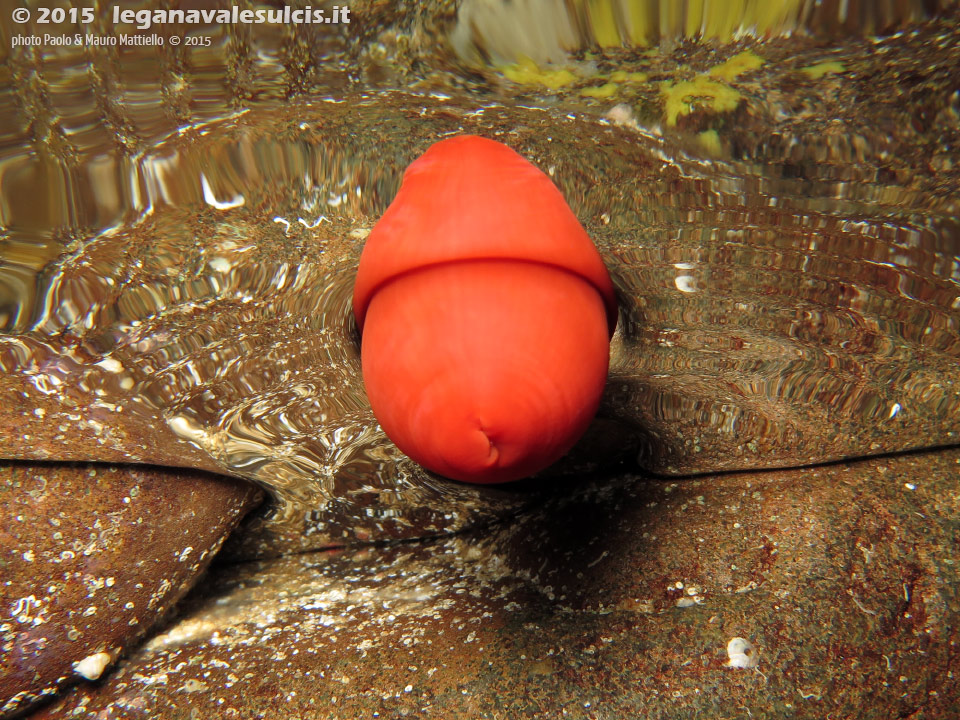 Porto Pino foto subacquee - 2015 - Pomodoro di mare (Actinia equina)