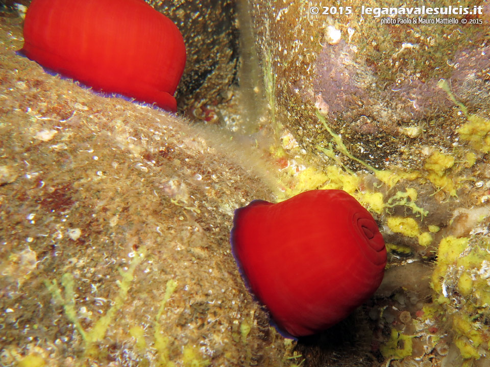 Porto Pino foto subacquee - 2015 - Pomodoro di mare (Actinia equina)