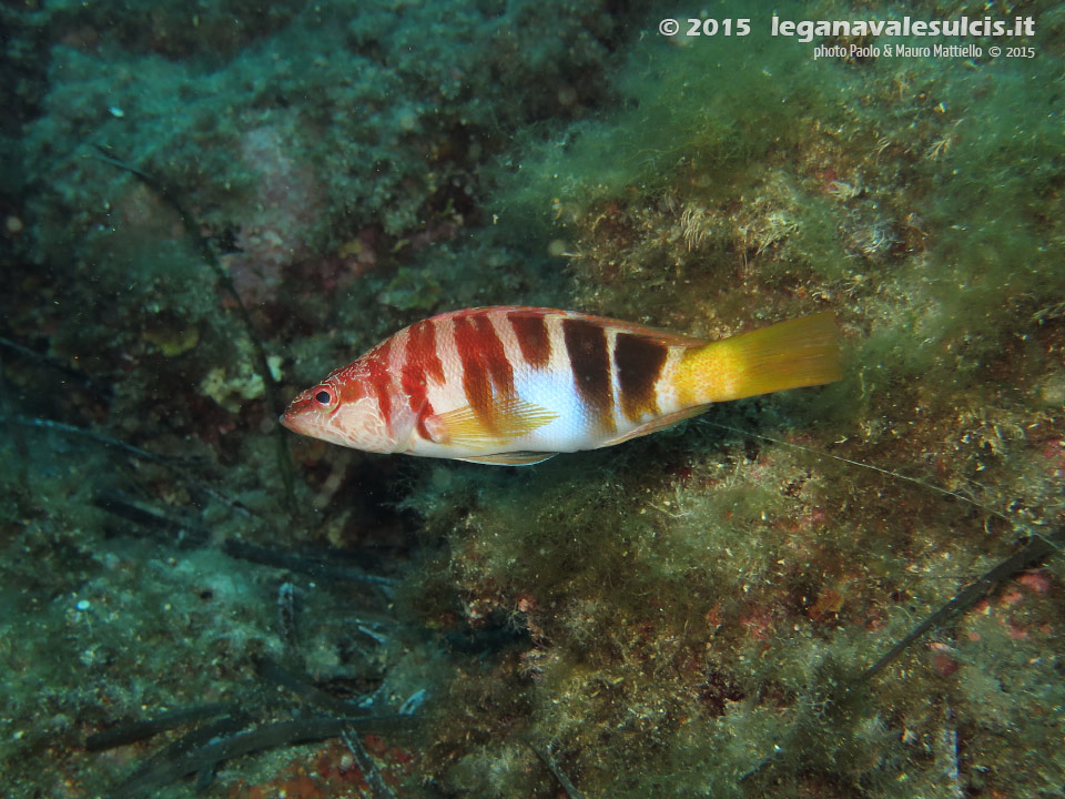Porto Pino foto subacquee - 2015 - Sciarrano (Serranus Scriba)