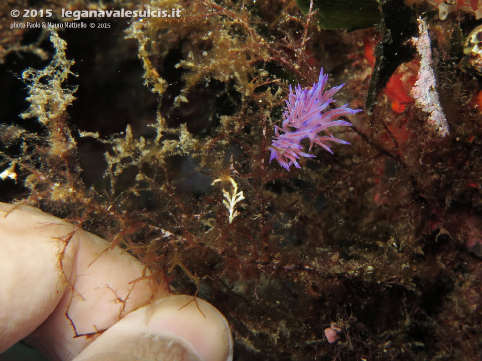 Porto Pino foto subacquee - 2015 - Nudibranco flabellina (Flabellina affinis)