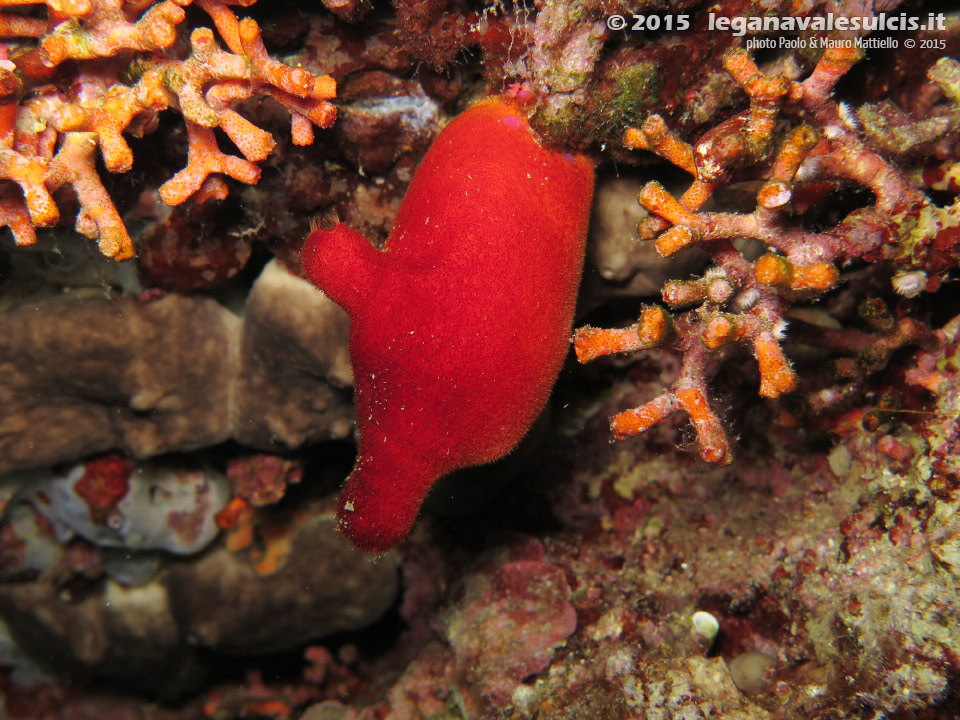 Porto Pino foto subacquee - 2015 - Ascidia Patata di Mare (Halocynthia papillosa)
